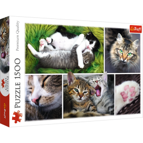 Jigsaw Puzzles - "1500" - Just cat things - collage / 500 px